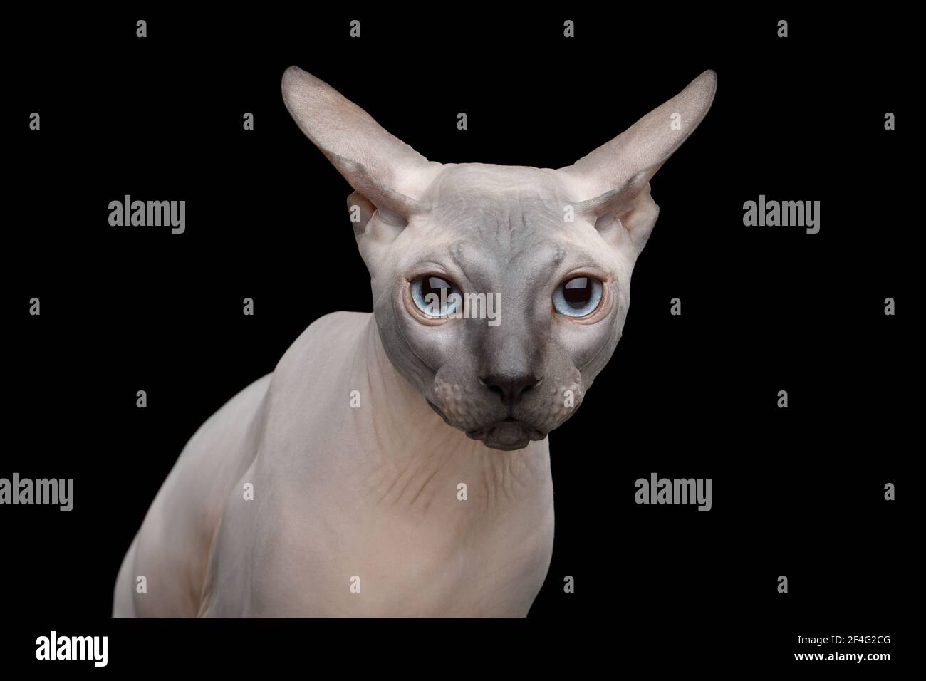 Divertido retrato de Sphynx Gato con orejas torpes mirada fondo negro aislado Foto de stock