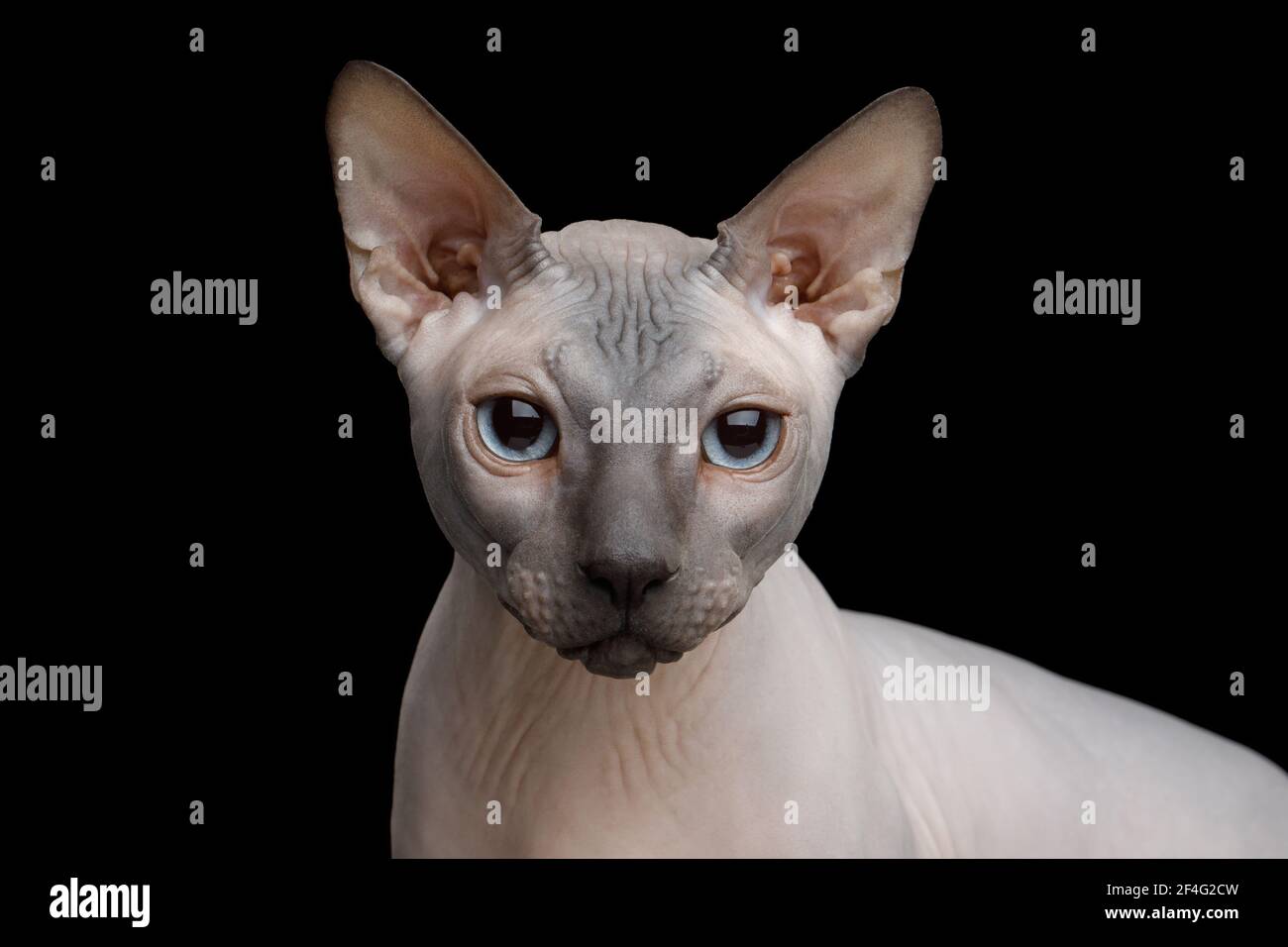 Lindo retrato de Sphynx Gato con ojos azules mirando, sobre fondo negro aislado Foto de stock