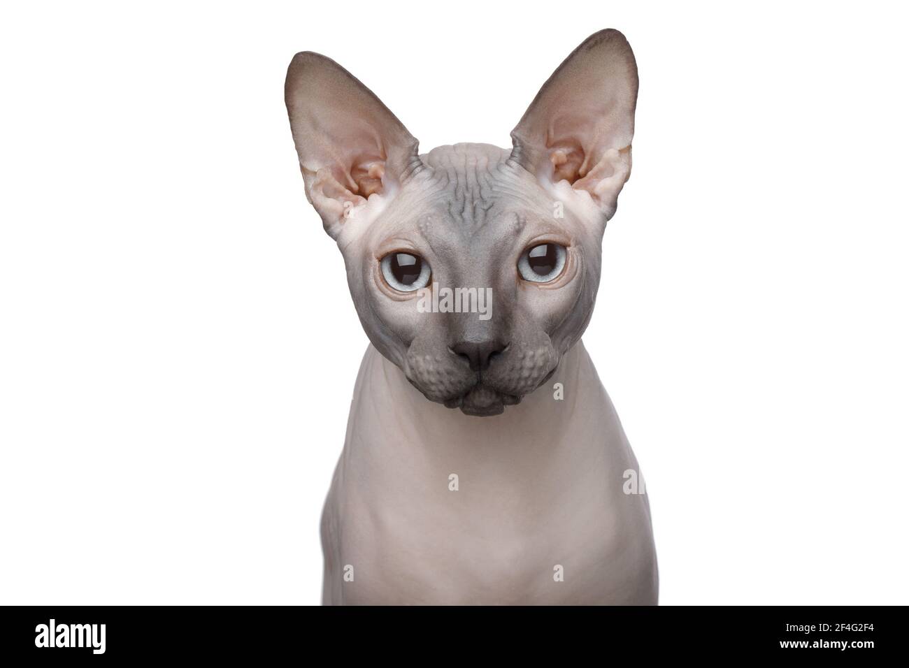 Retrato de Sphynx Gato con ojos azules en blanco aislado antecedentes Foto de stock
