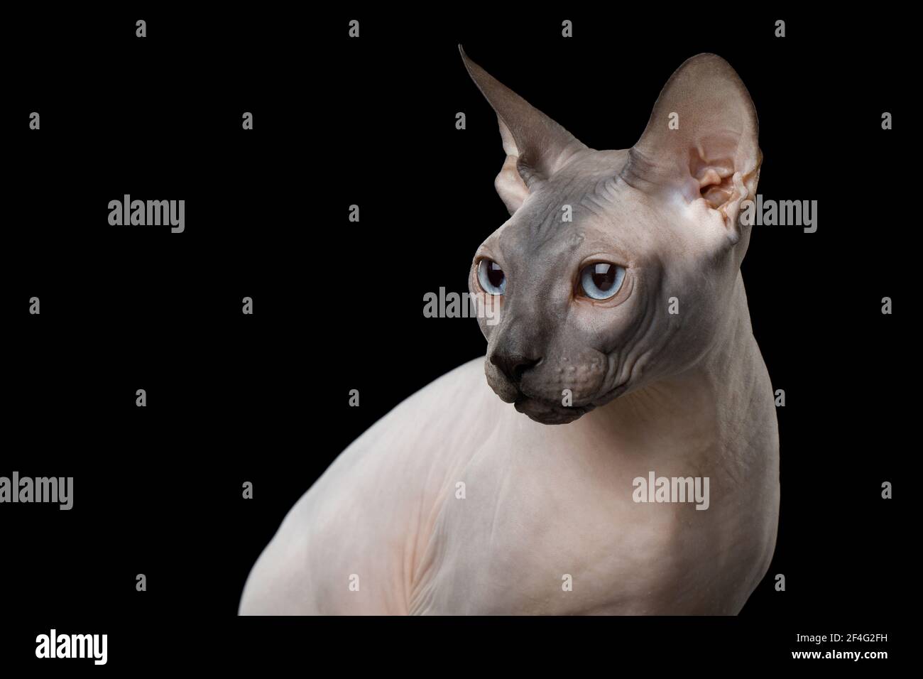 Retrato de Sphynx Gato con ojos azules mirando a un lado sobre fondo negro aislado Foto de stock