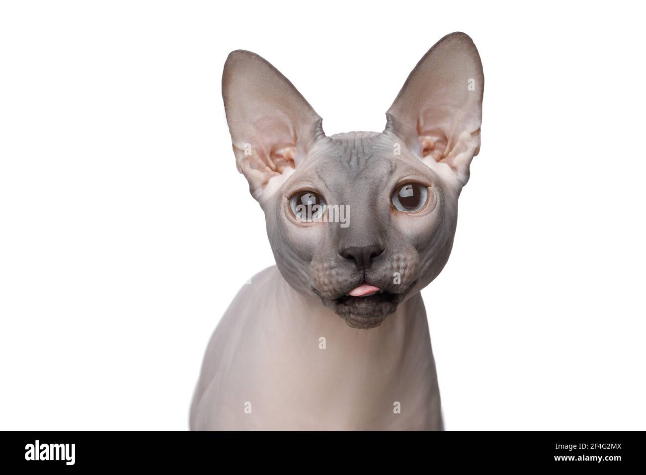 Retrato gracioso de Sphynx Gato con ojos azules que muestran la lengua sobre fondo blanco aislado Foto de stock