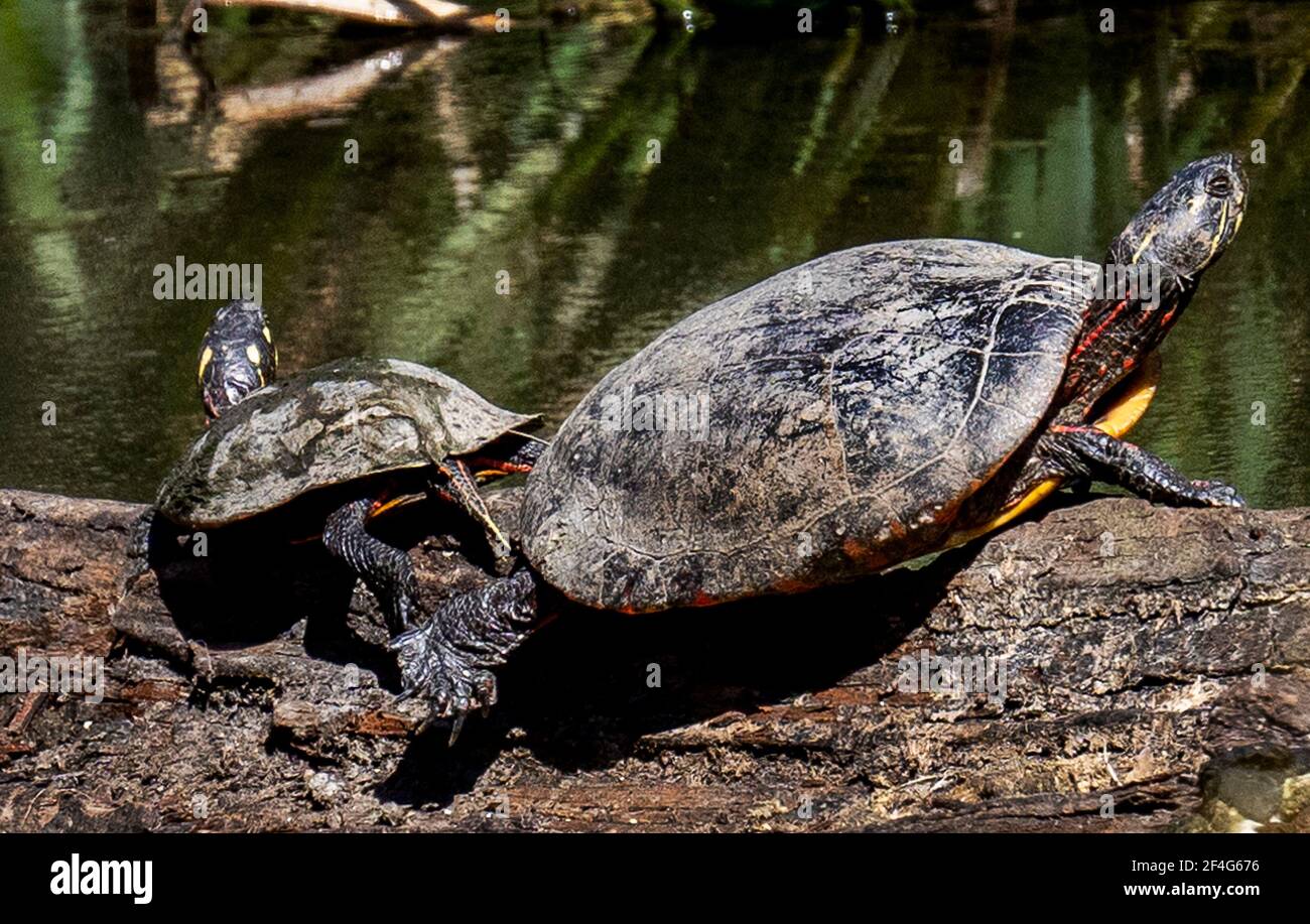 Las tortugas de barro se broncean en un tronco Foto de stock