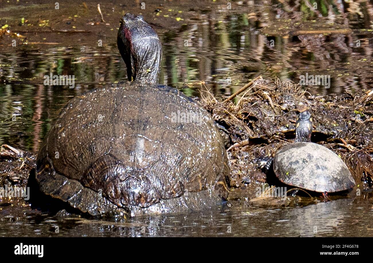 Las tortugas de barro se broncean en un tronco Foto de stock