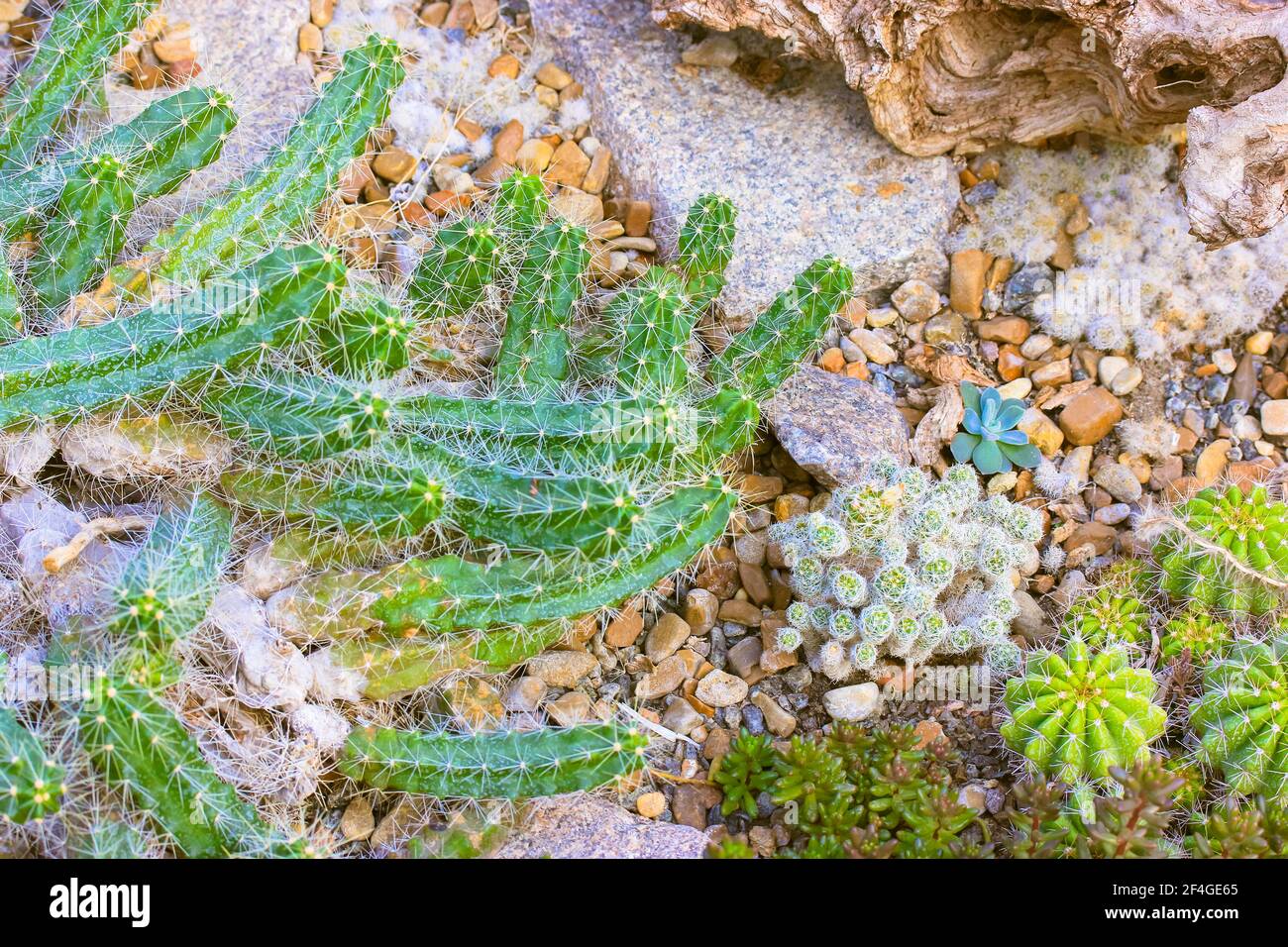 Flores suculentas y cactus en un jardín botánico tropical, invernadero, invernadero. Composición de suculentos, cactus, piedras y trapos, vista superior, fla Foto de stock