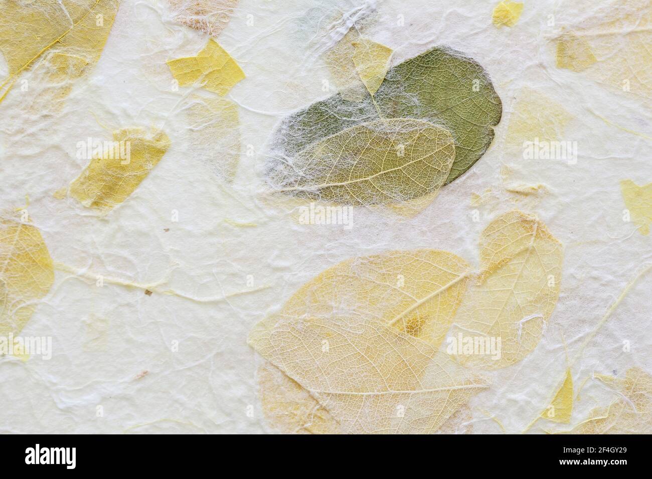 Flores a rayas sobre fondo de textura de papel de mora Foto de stock
