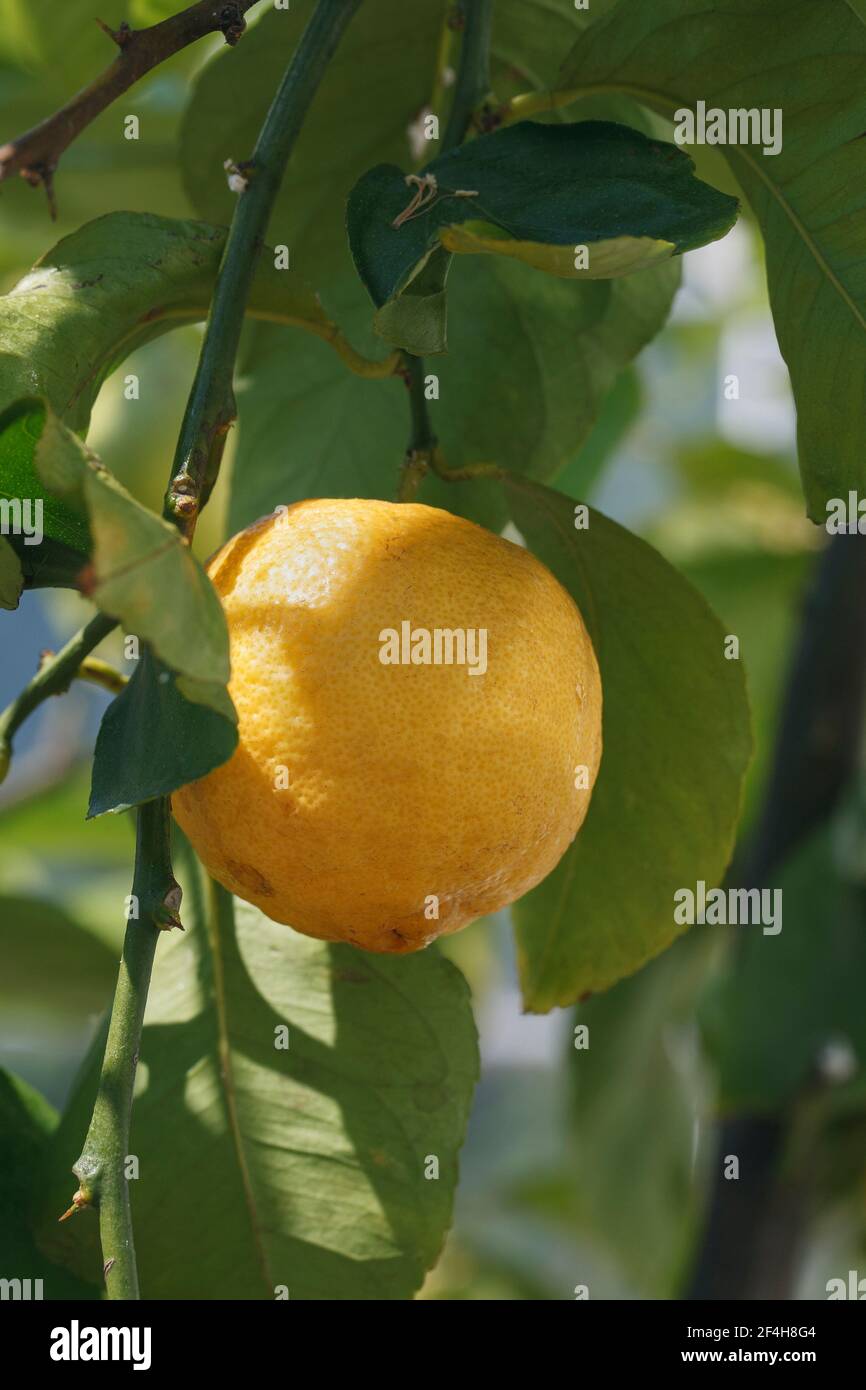 Citrus × limon 'Garey de Eureka". La fructificación de limón a la intemperie en RHS Wisley Gardens. Foto de stock
