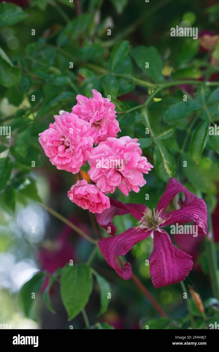 Rosa 'Dorothy Perkins' y Clematis flores Foto de stock