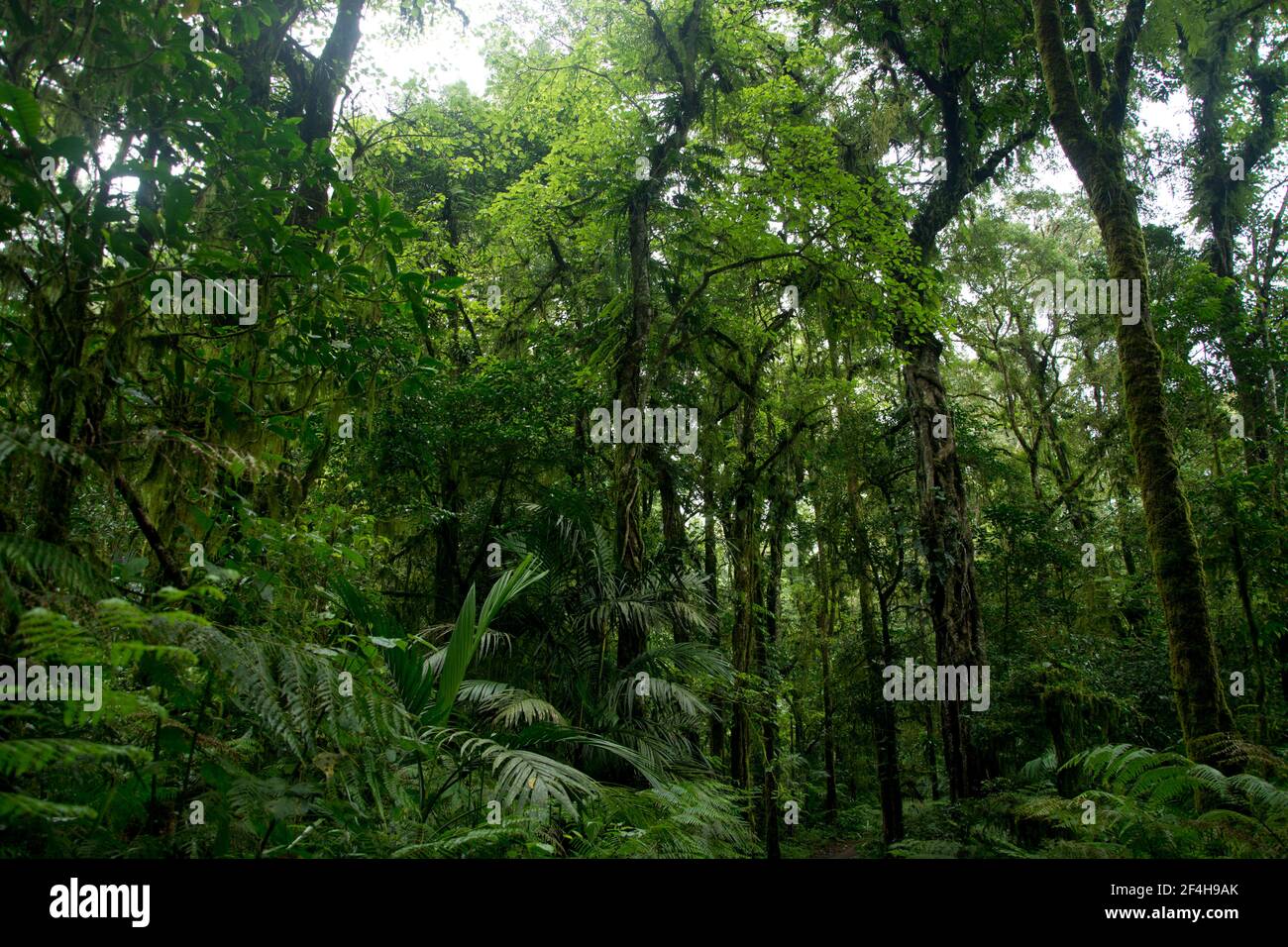 Baumriesen im tropischen Regenwald rund um den Mount Batukaru im Zentrum Balis Foto de stock