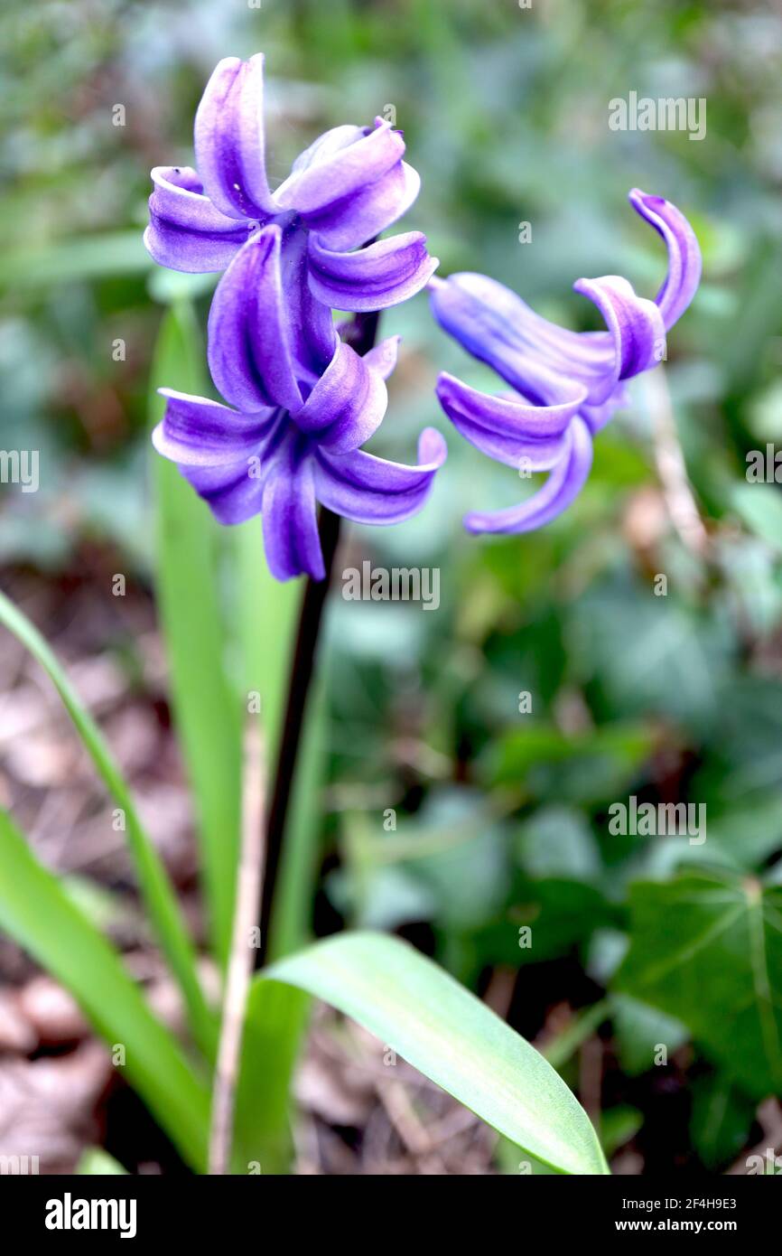 Hyacinthus orientalis Festival Azul de Jacinto – Jacinto azul con borde púrpura, marzo, Inglaterra, Reino Unido Foto de stock