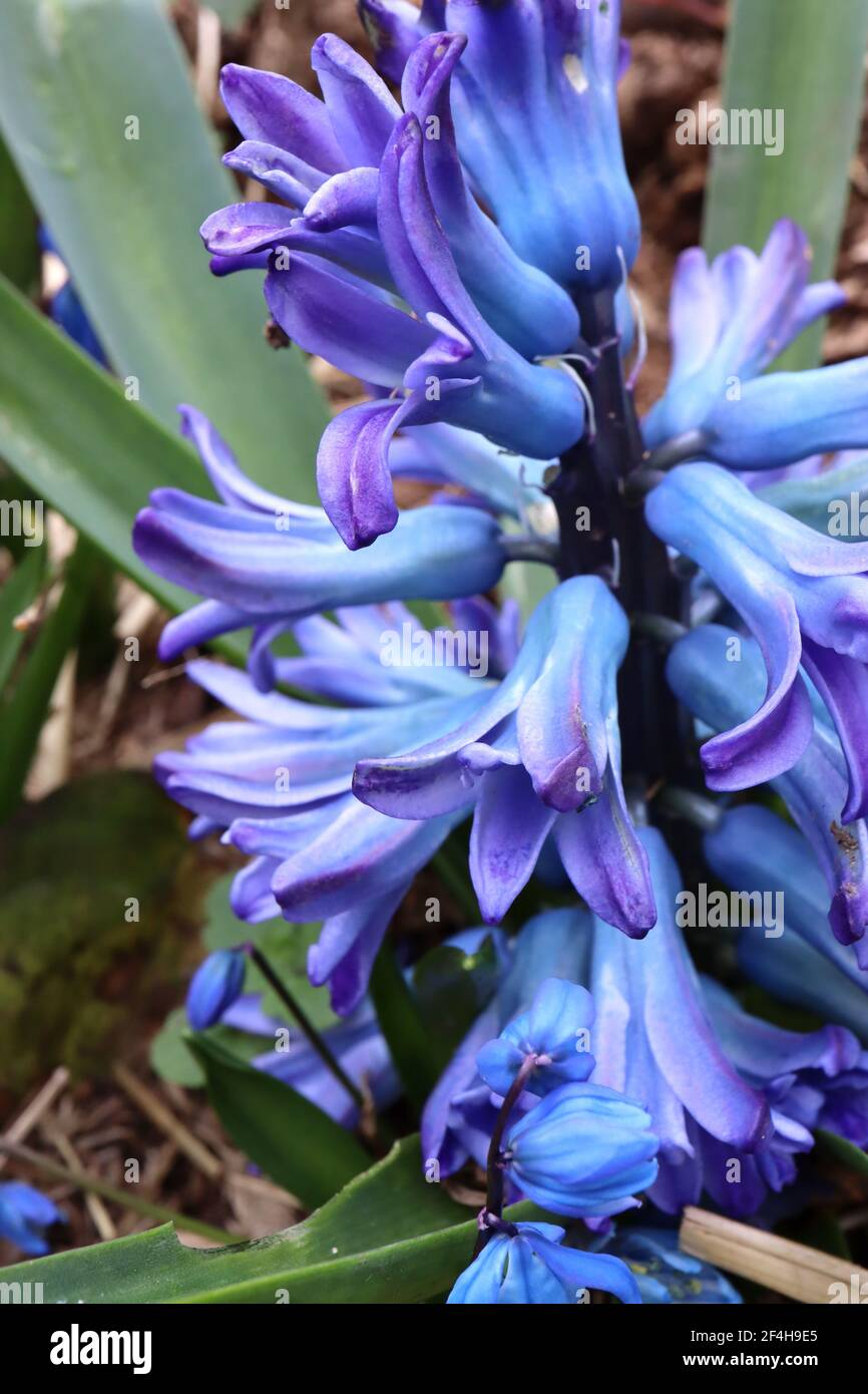 Hyacinthus orientalis Festival Azul de Jacinto – Jacinto azul con borde púrpura, marzo, Inglaterra, Reino Unido Foto de stock
