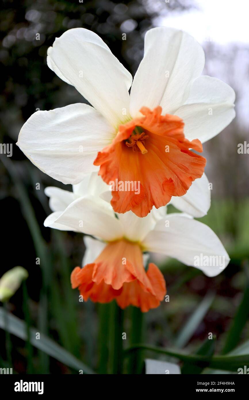 Narcissus 'Decoy' Division 2 Daffodils de cúpula grande Daffodil de Decoy - pétalos blancos y copa de flameado de naranja intenso, marzo, Inglaterra, Reino Unido Foto de stock
