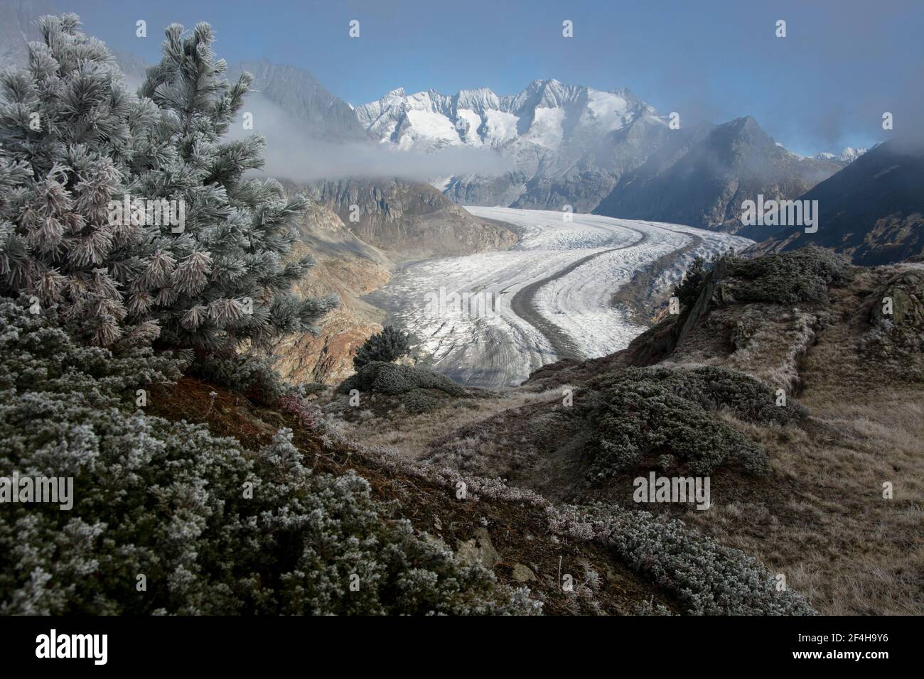 Eindrücke aus dem Unesco-Welterbe Aletsch, grosses Schutzgebiet um den grössten Gletscher der Alpen Foto de stock