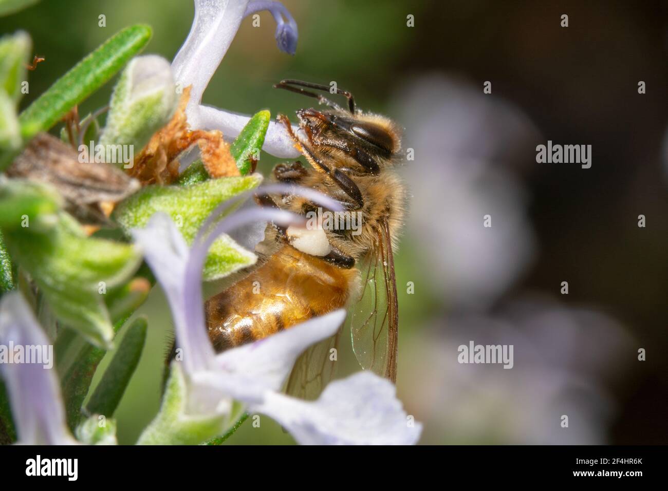 Abeja de miel atrapada dentro de pequeñas flores blancas en busca de néctar Foto de stock