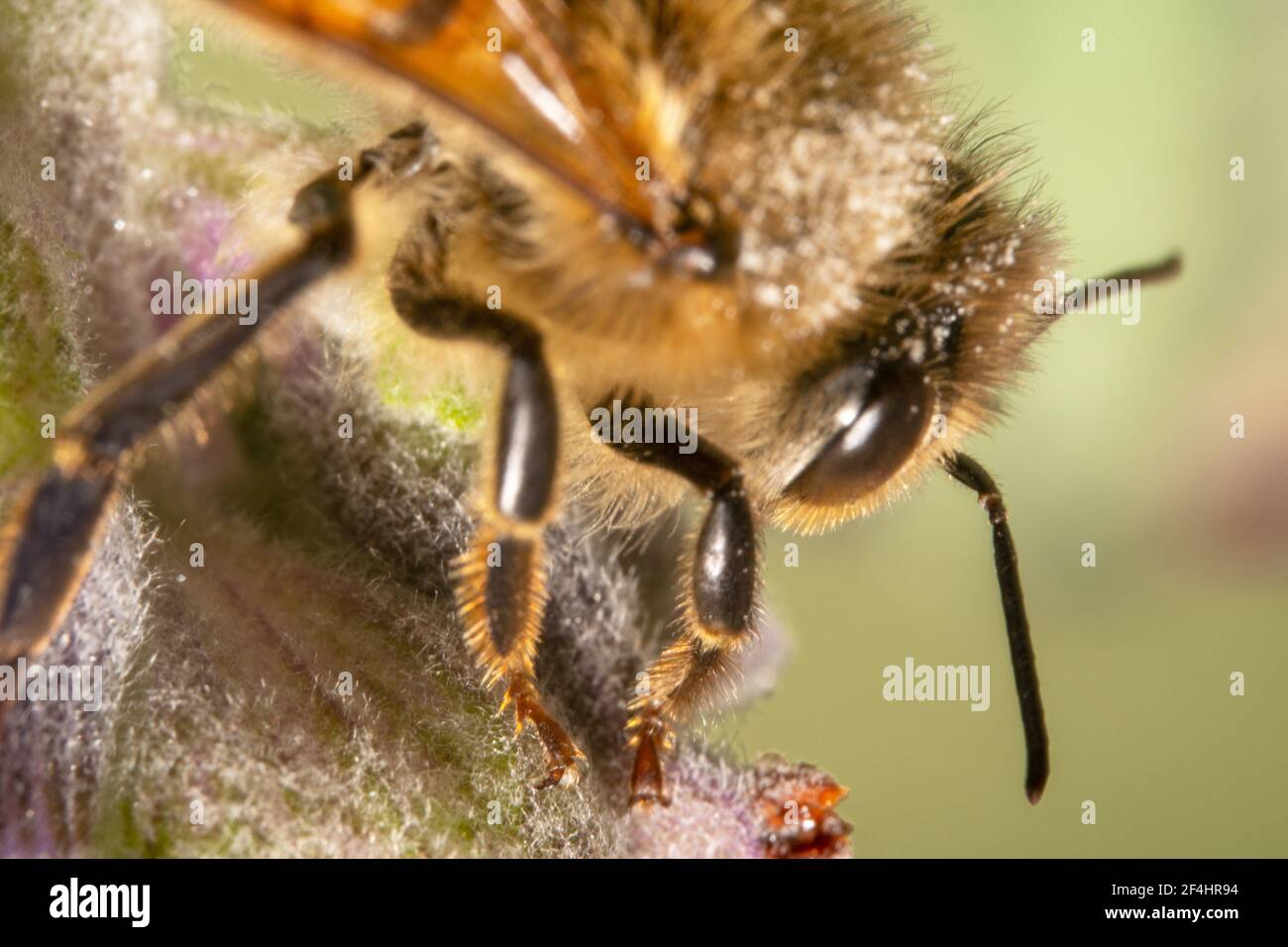 Primer plano de una abeja de miel peluda con naranja piernas Foto de stock