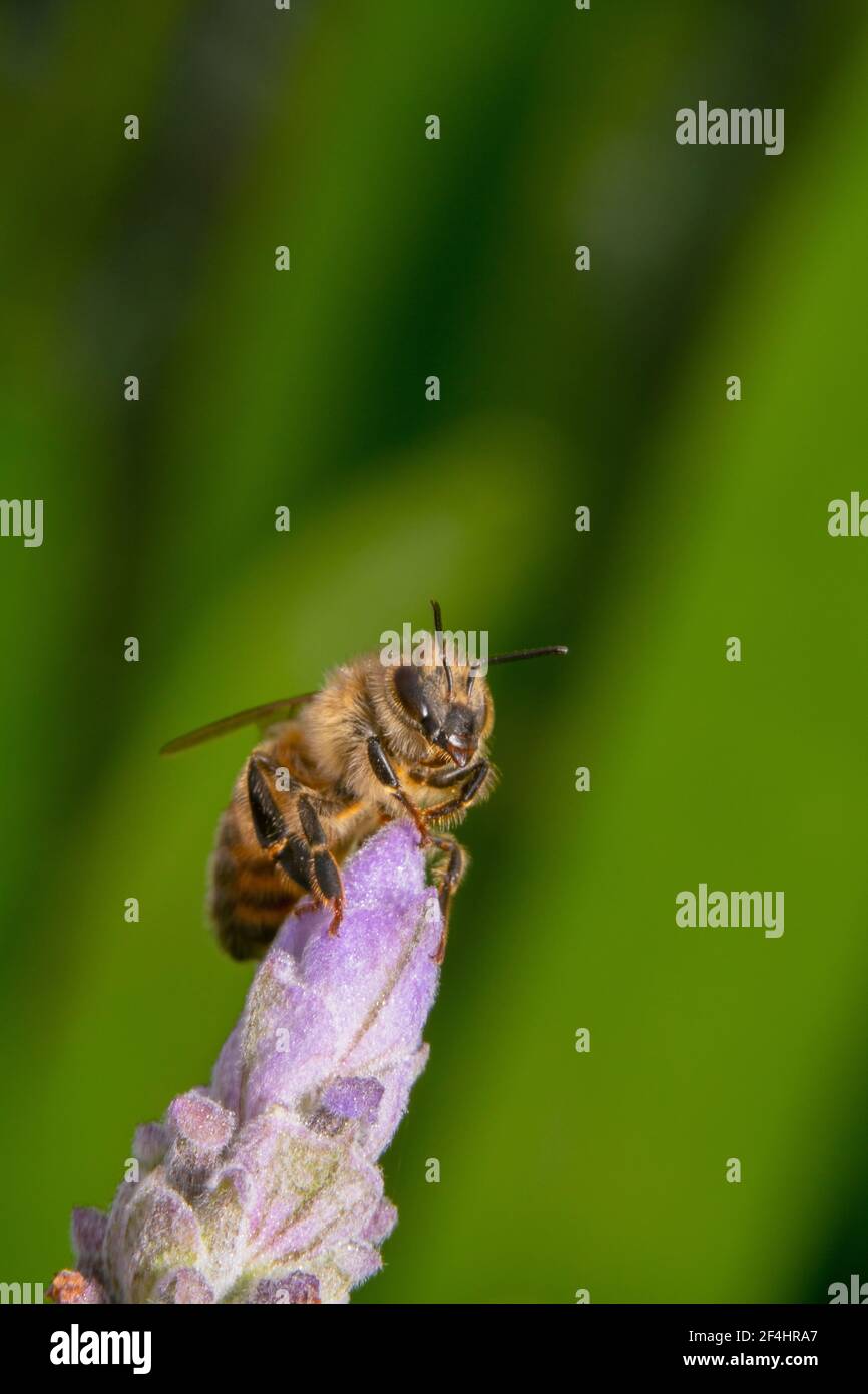 Abeja de miel peluda con antenas puntiosas sentadas en una lavanda flor Foto de stock