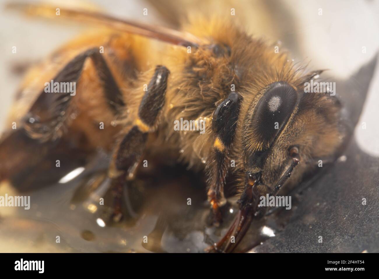 Miel cansada abeja beber jarabe Foto de stock