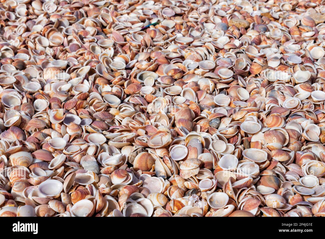 La superficie de la playa mediterránea está cubierta de conchas marinas. Foto de stock