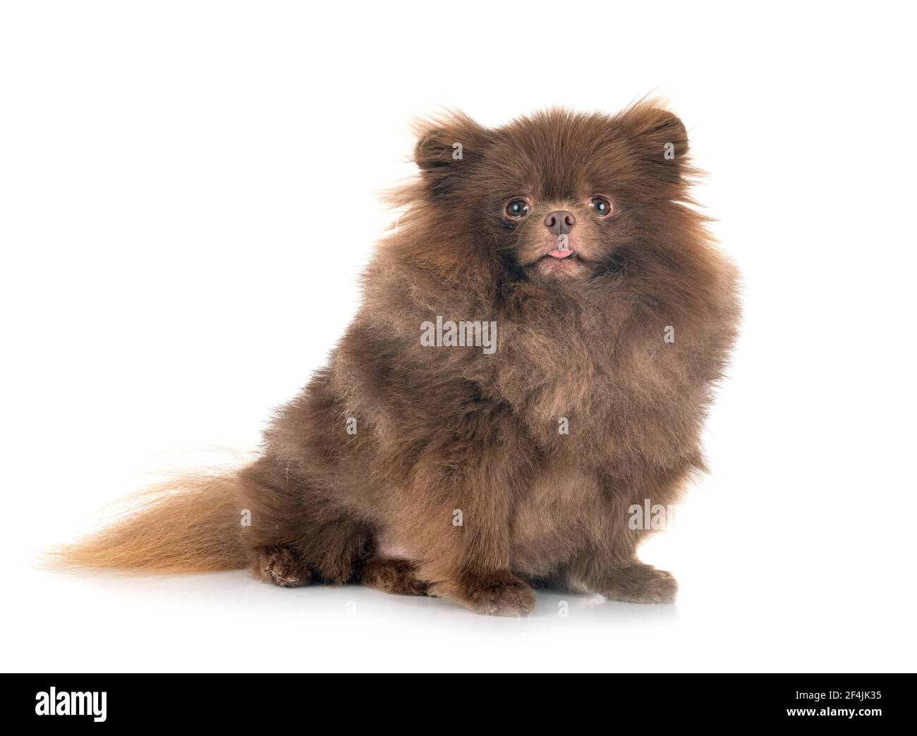 Pomerania jóvenes delante de un fondo blanco Foto de stock