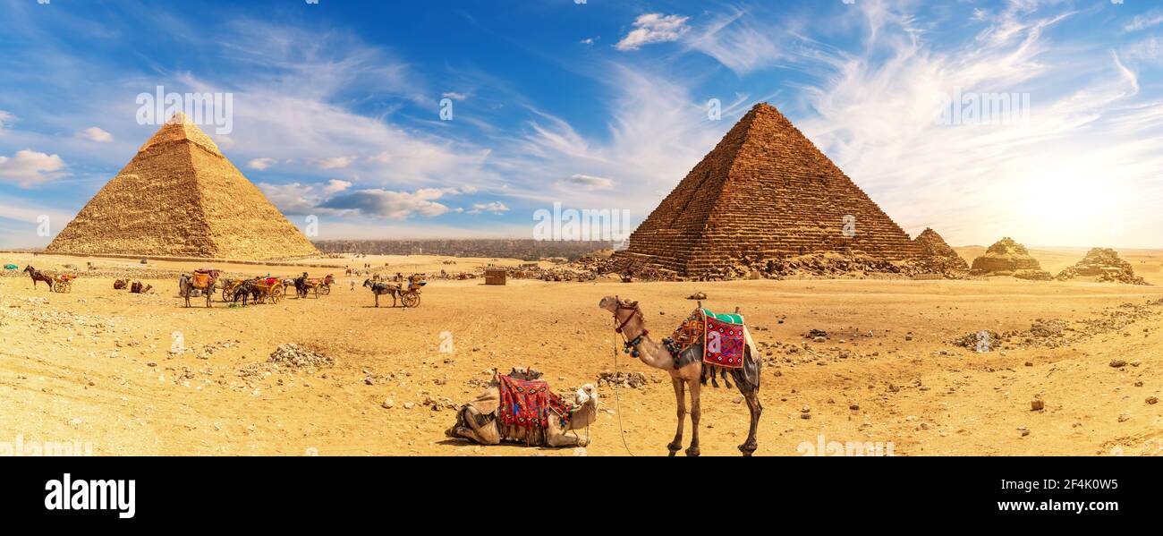 Camellos junto a las pirámides de Egipto y el campamento de bedouins, Giza Foto de stock