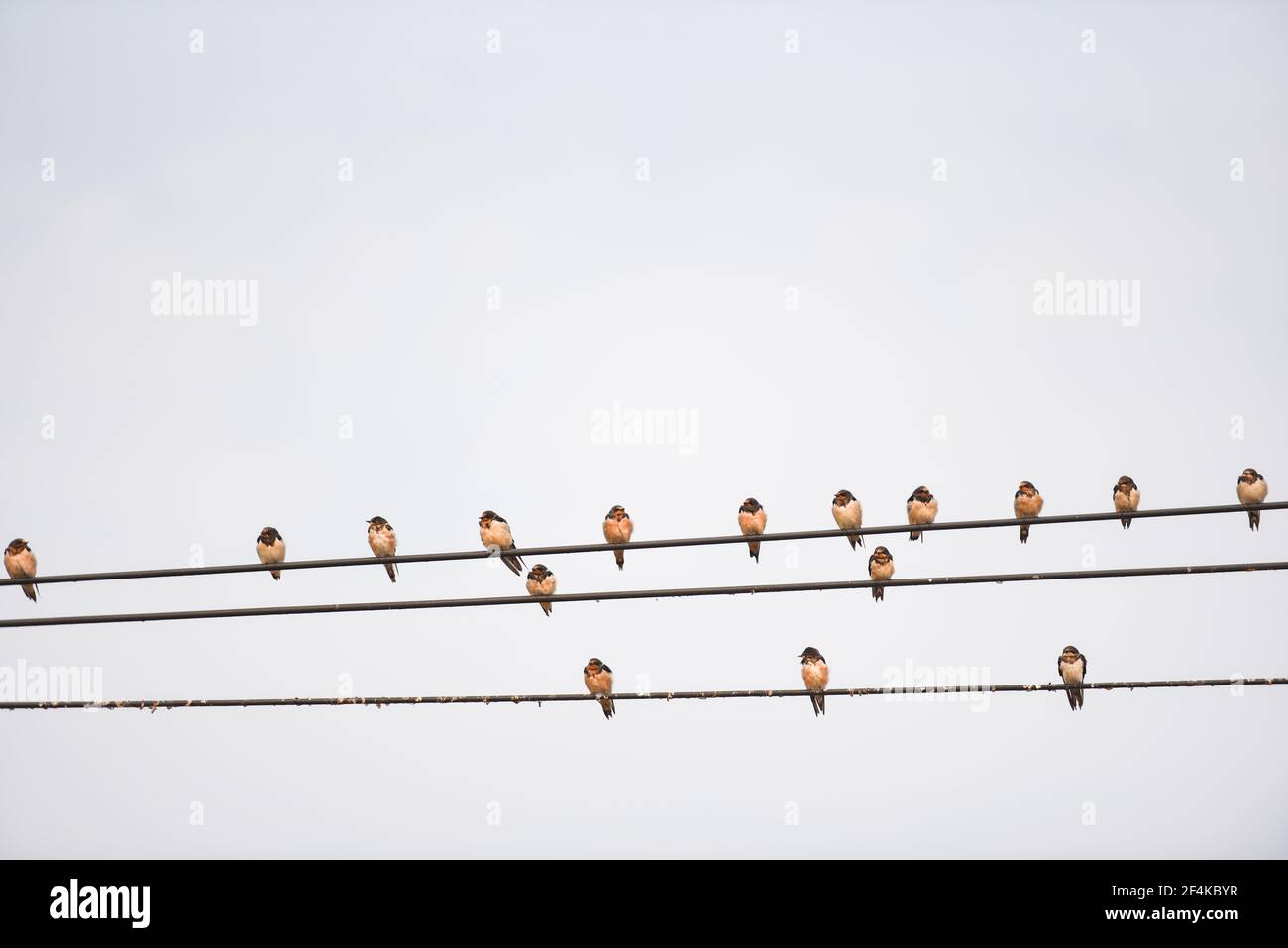 Pájaros en el alambre, pequeños pájaros en un cable Foto de stock