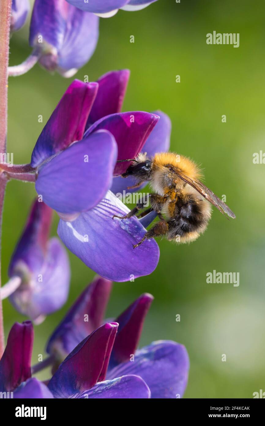 Ackerhummel, Acker-Hummel, Hummel, Weibchen, Blütenbesuch an Lupin, Pollenhöschen, Bombus pascuorum, Bombus agrorum, Megabombus pascuorum floralis, c Foto de stock