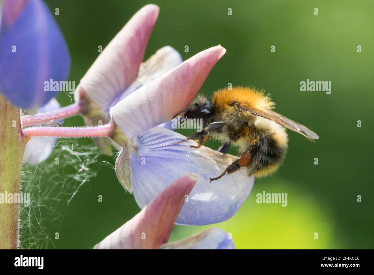 Ackerhummel, Acker-Hummel, Hummel, Weibchen, Blütenbesuch an Lupin, Pollenhöschen, Bombus pascuorum, Bombus agrorum, Megabombus pascuorum floralis, c Foto de stock