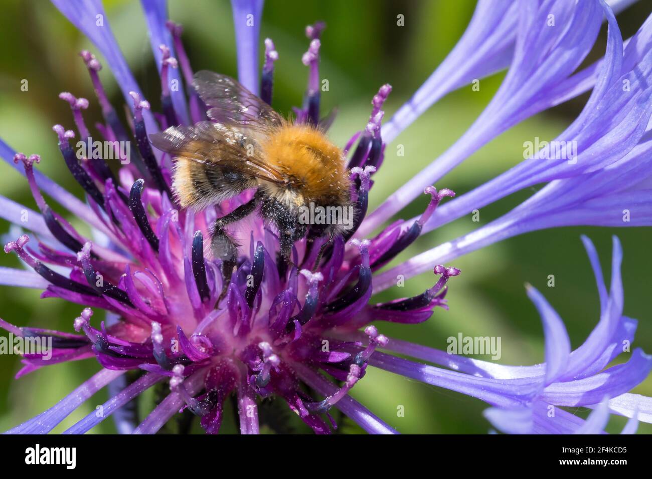 Ackerhummel, Acker-Hummel, Hummel, Weibchen, Bombus pascuorum, Bombus agrorum, Megabombus pascuorum floralis, abeja común, abeja, hembra, l Foto de stock