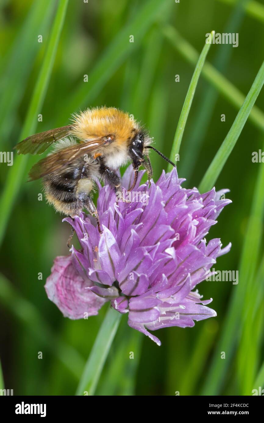 Ackerhummel, Acker-Hummel, Hummel, Weibchen, Blütenbesuch, Pollenhöschen, Bombus pascuorum, Bombus agrorum, Megabombus pascuorum floralis, tarjeta común Foto de stock