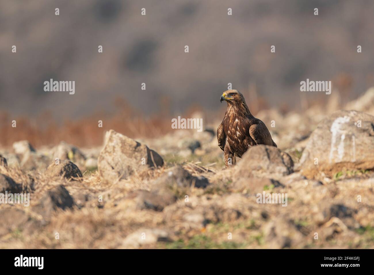 Orel skalní - Águila de Oro Foto de stock