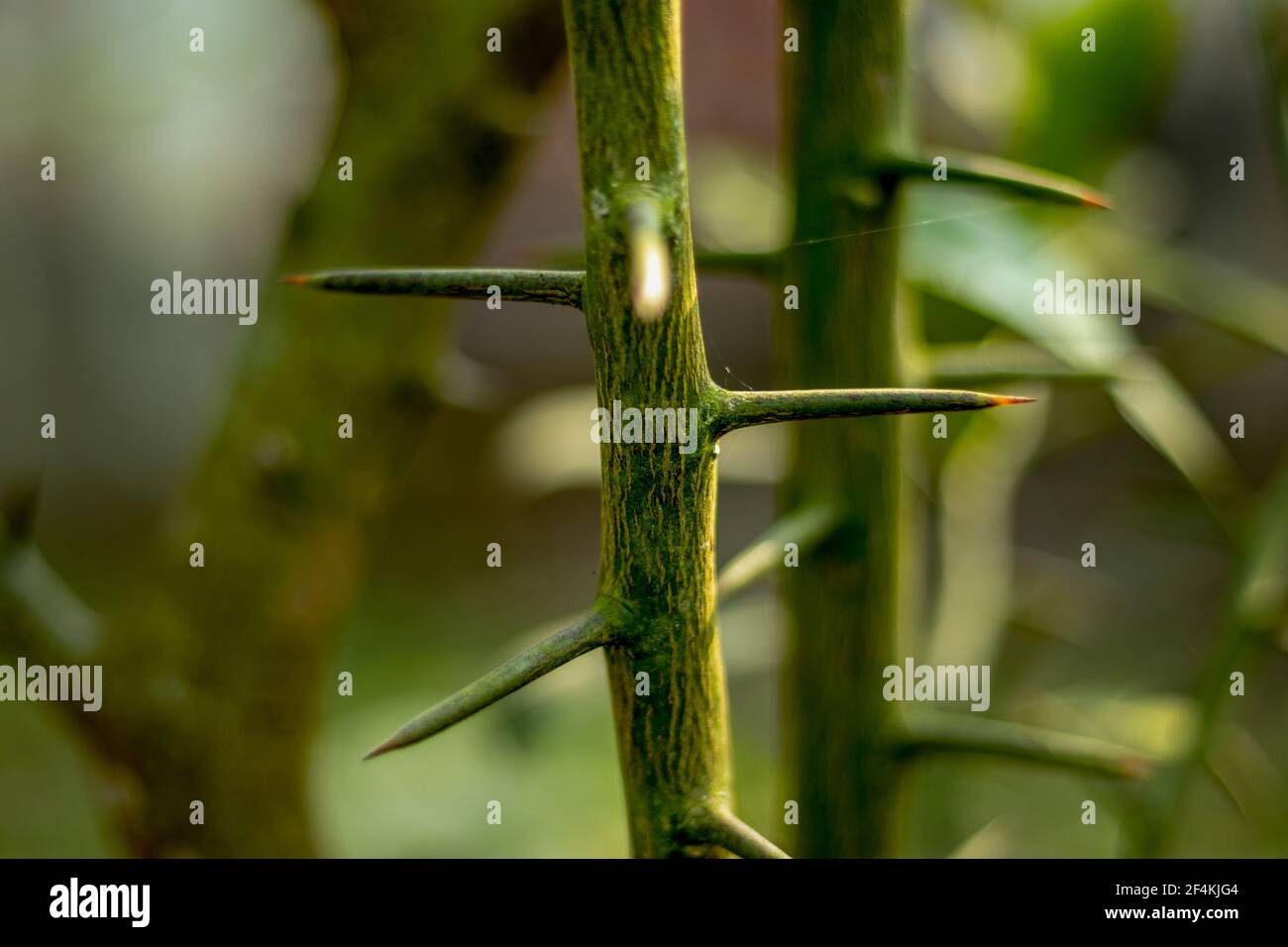 Palo con espinas fotografías e imágenes de alta resolución - Alamy