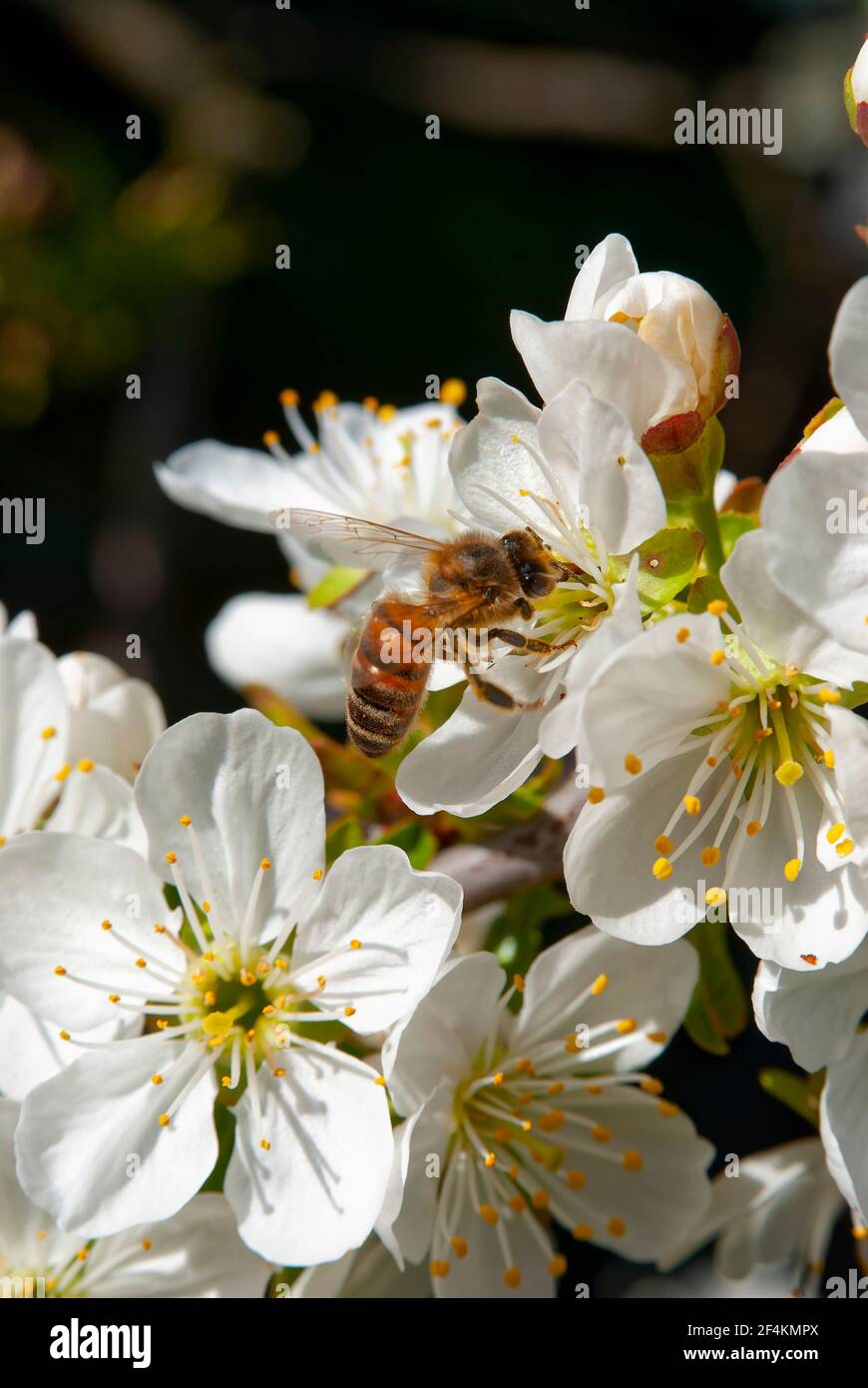 Abeja melífera Carniolan (Apis mellifera carnica) en flor de cerezo. Foto de stock