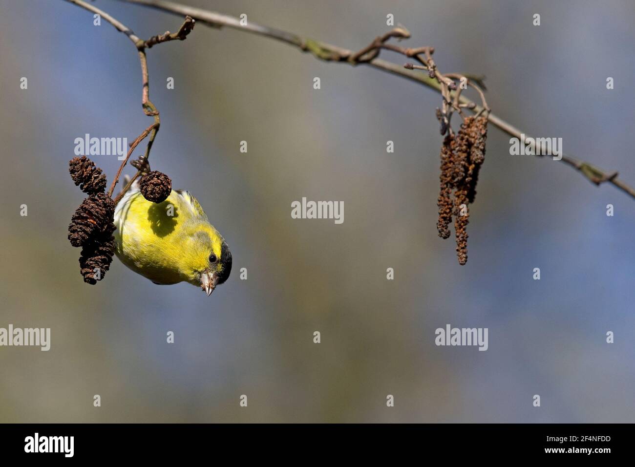Siskin euroasiático (Carduelis spinus) Foto de stock