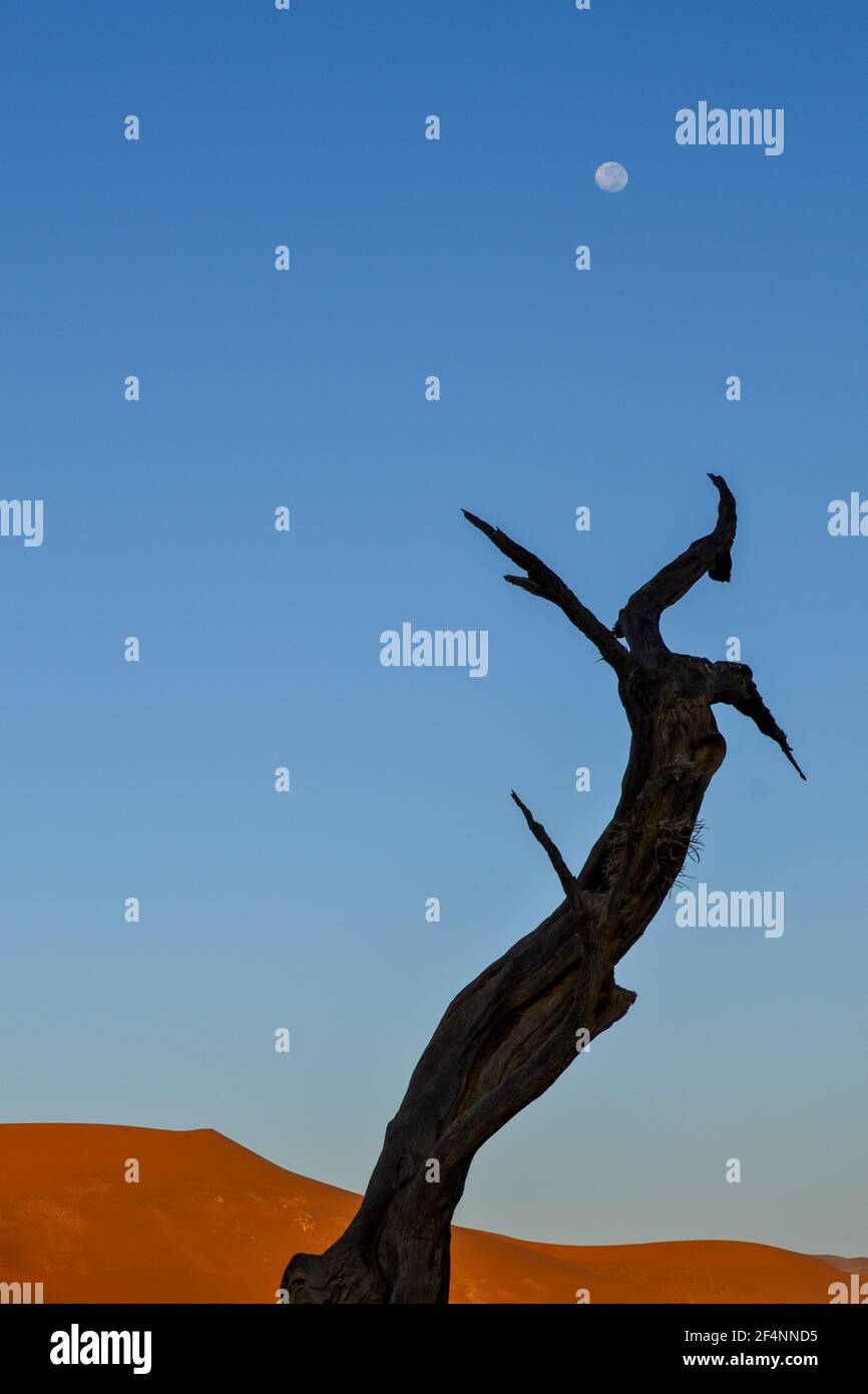 Árbol muerto en el desierto de namibia Foto de stock