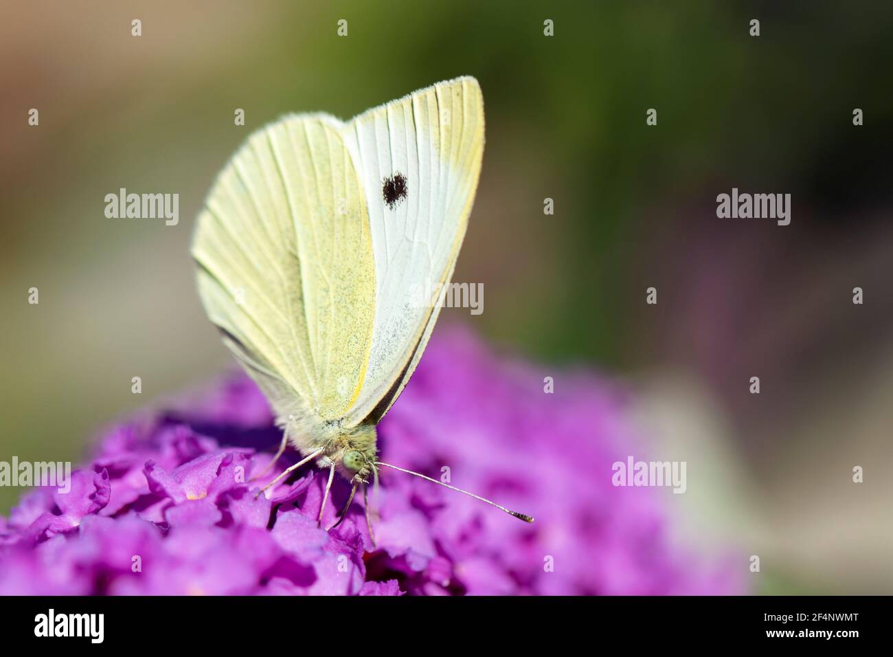 Un retrato de una pequeña mariposa blanca, también conocida como una mariposa de repollo blanco o repollo sentado en las flores de un deleite rosa o buddleja arbusto, f Foto de stock