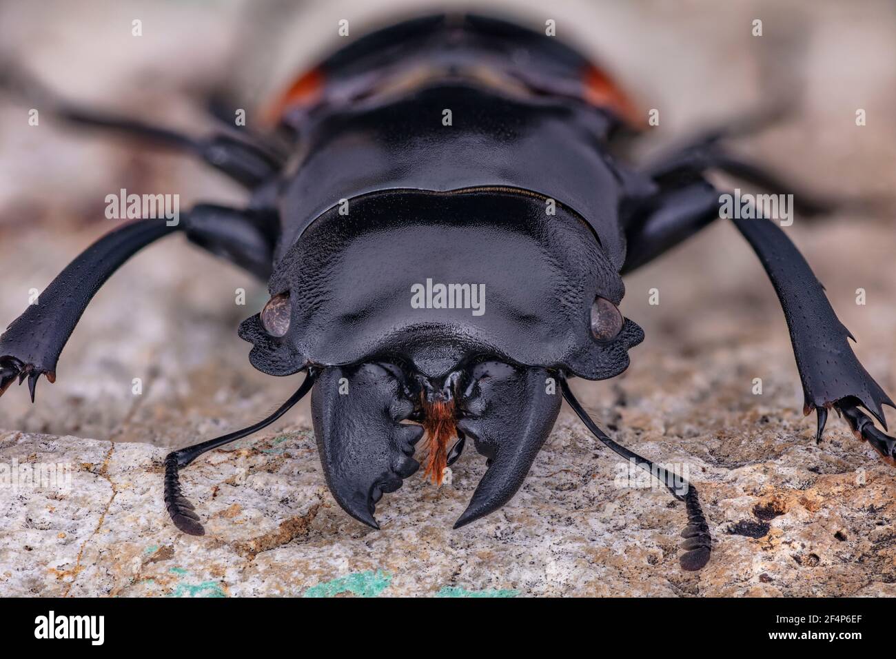 Stag Beetle, Odontolabis wollastoni, Indonesia Foto de stock