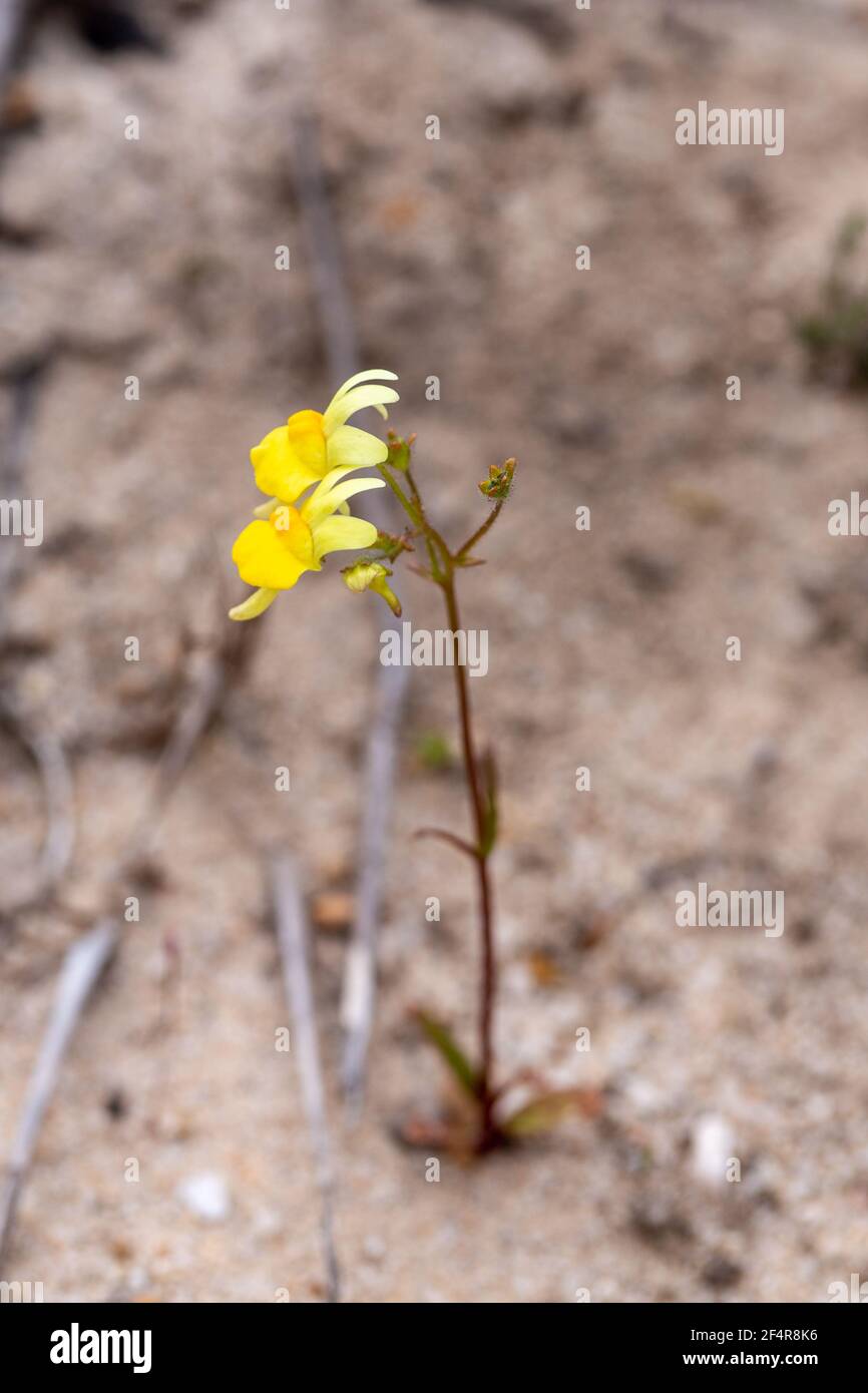 Primer plano de una Nemesia sp. En el norte de Cederberg cerca de Clanwilliam en el Cabo Occidental de Sudáfrica Foto de stock