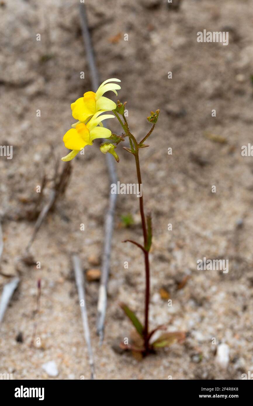 Macro imagen de un florecimiento amarillo Nemesia sp. En hábitat natural en el norte de Cederberg cerca de Clanwilliam en el Cabo Occidental de Sudáfrica Foto de stock