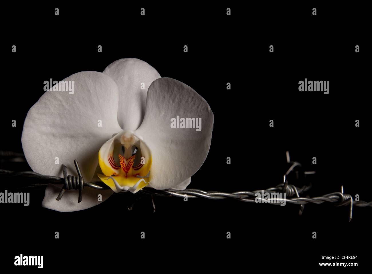 Flor de orquídea blanca y alambre de púas aisladas sobre fondo negro, concepto de feminidad y dolor Foto de stock