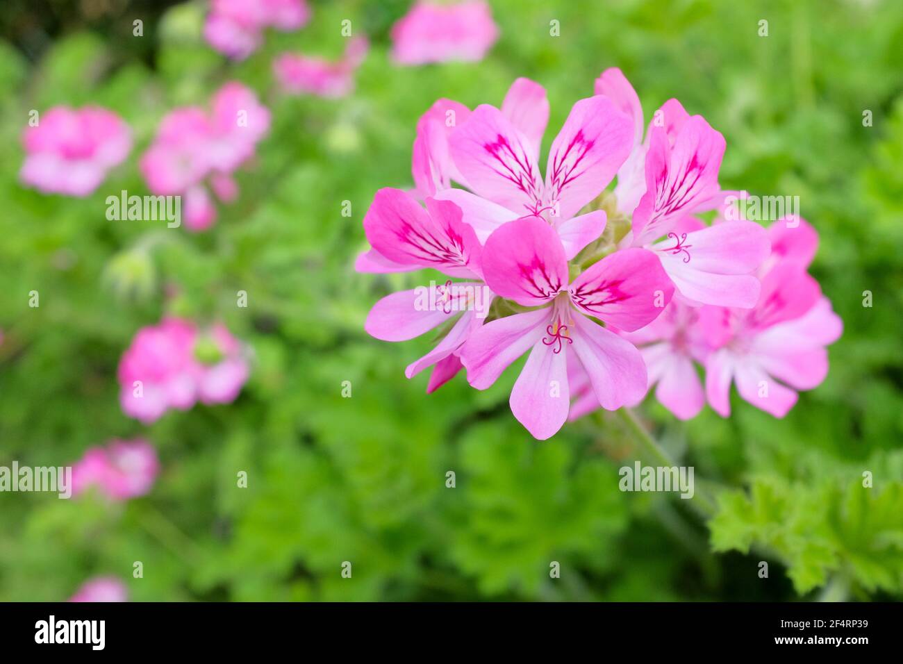 Pelargonium 'Capitatum rosa'. Geranio con aroma de rosa. Pelargonio de flores rosadas Foto de stock