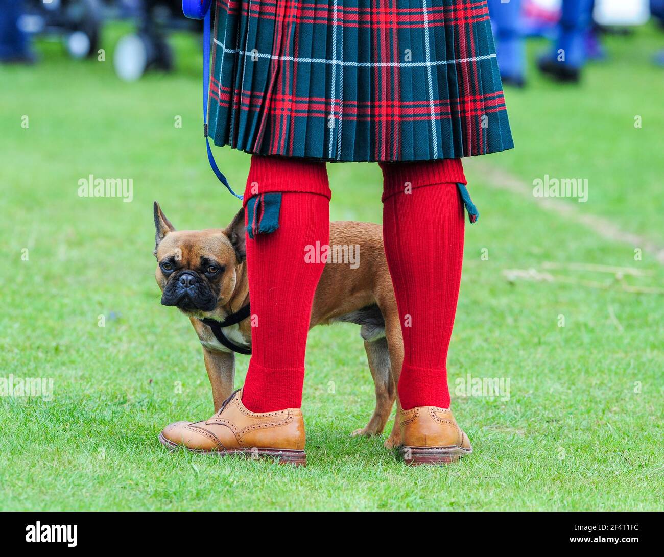 Hombre con un kilt con un perro toro francés en el Balloter Highland Games, Aberdeenshire. Foto de stock