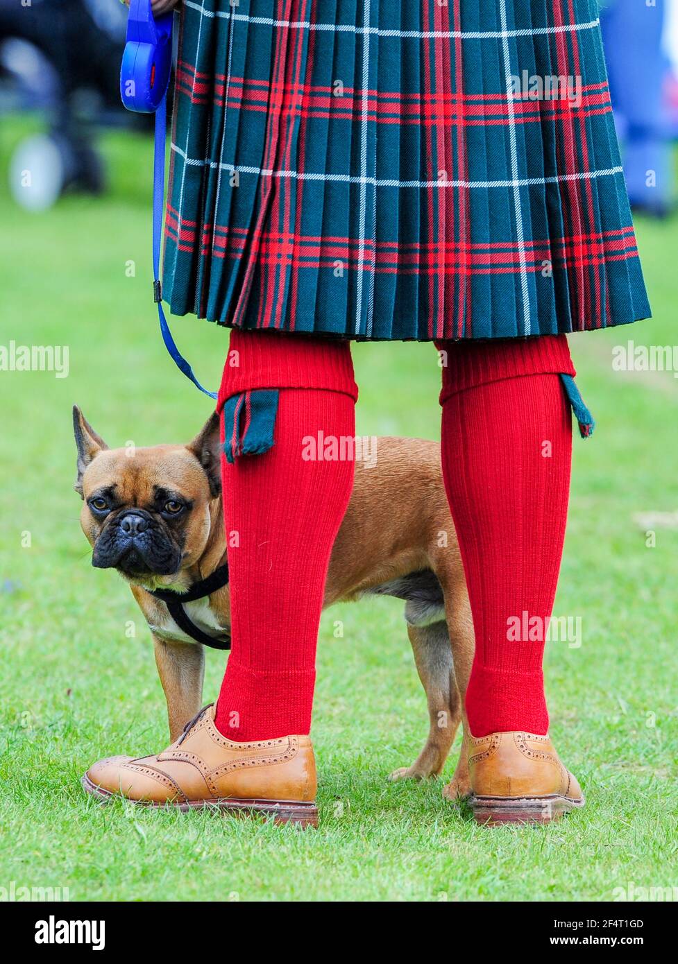 Hombre con un kilt con un perro toro francés en el Balloter Highland Games, Aberdeenshire. Foto de stock