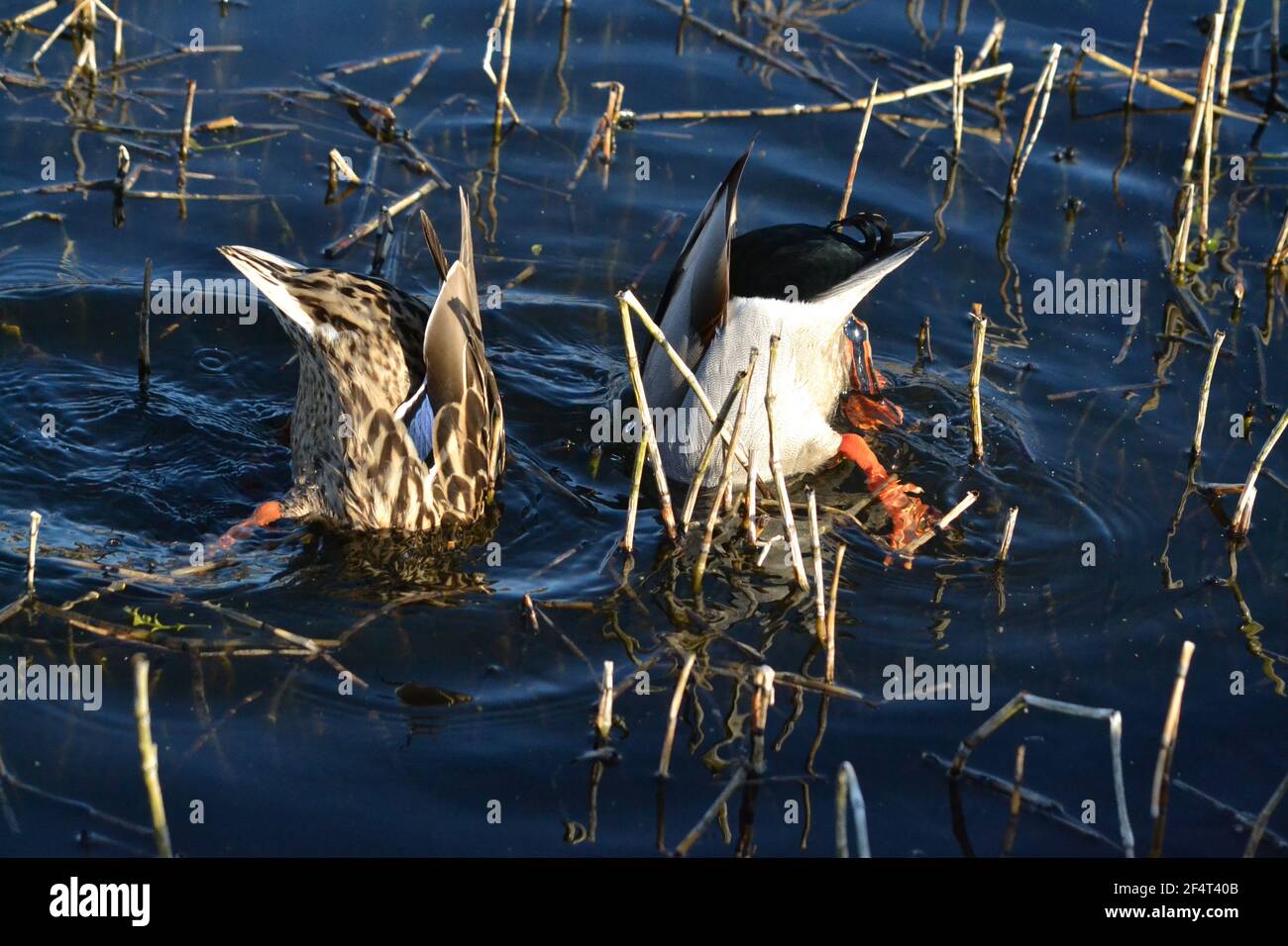 Male and Female Mallard Duck en Filey Dams disfrutando de la Sol en un día de primavera - Anas platyrhynchos - Bottoms Arriba - Funny Ducks - Yorkshire Reino Unido Foto de stock