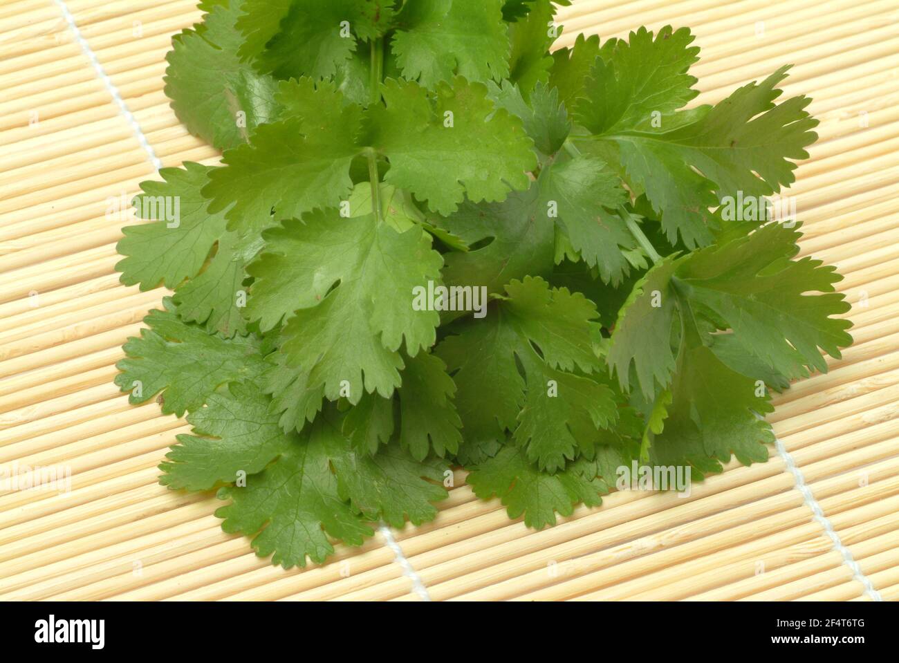 Coriander, Coriandrum sativum, especie vegetal de la familia