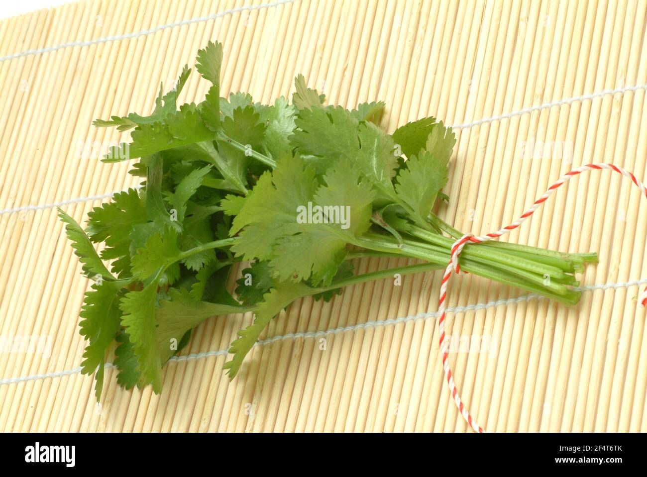 Coriander, Coriandrum sativum, especie vegetal de la familia