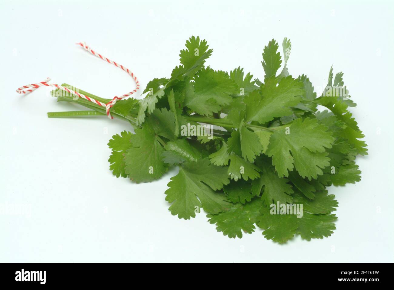 Coriander, Coriandrum sativum, especie vegetal de la familia