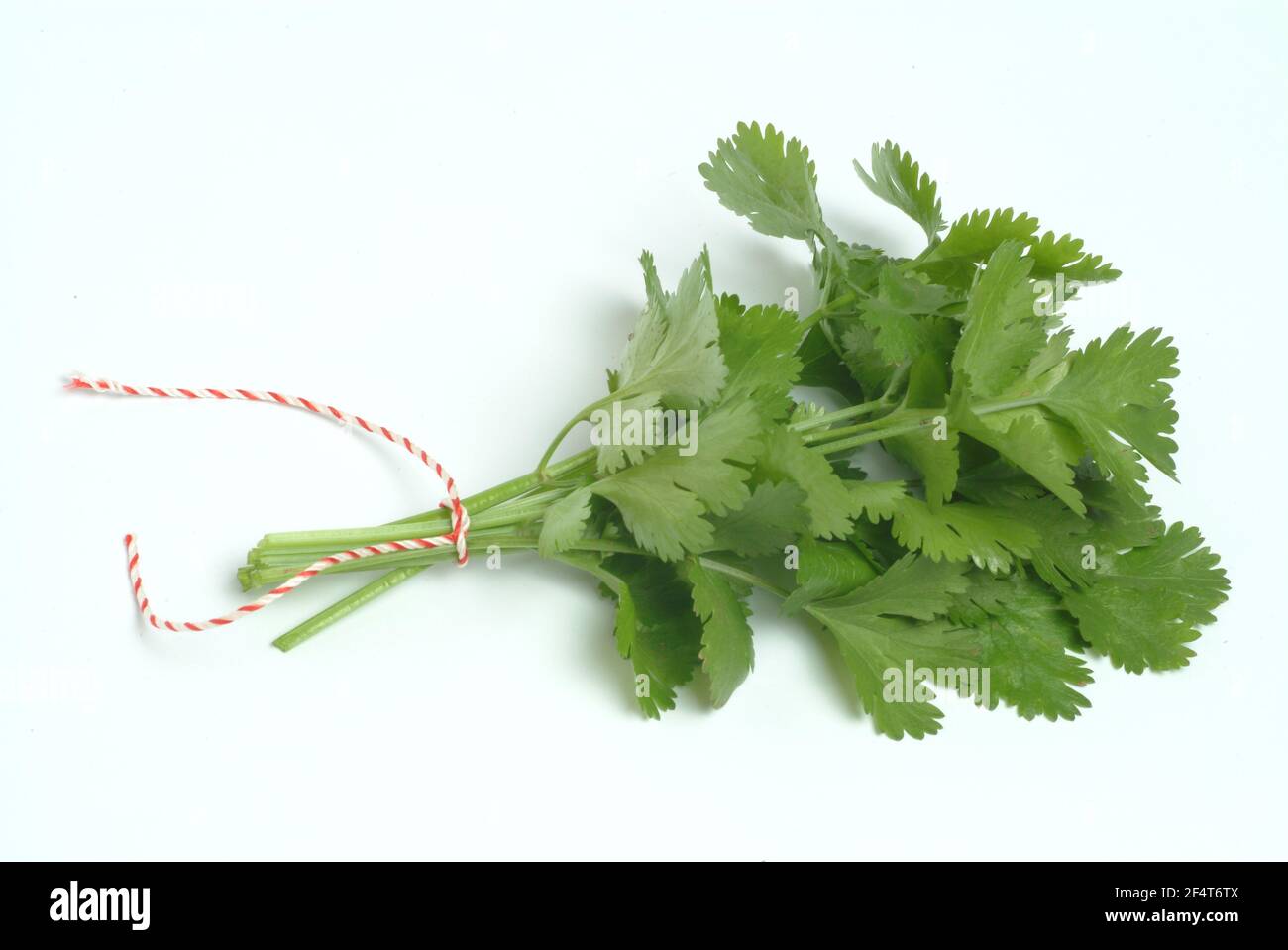 Coriander, Coriandrum sativum, especie vegetal de la familia