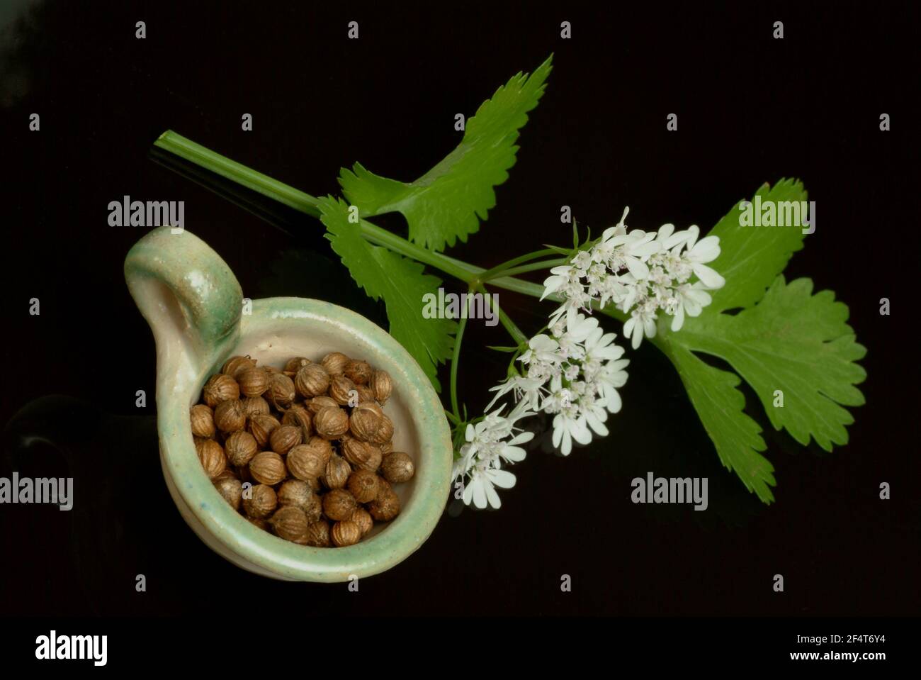 Coriander, Coriandrum sativum, especie vegetal de la familia