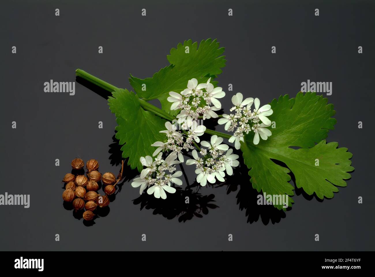 Coriander, Coriandrum sativum, especie vegetal de la familia