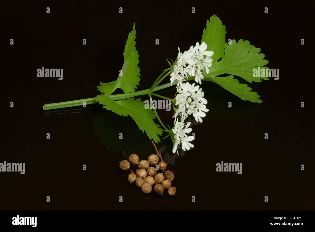 Coriander, Coriandrum sativum, especie vegetal de la familia