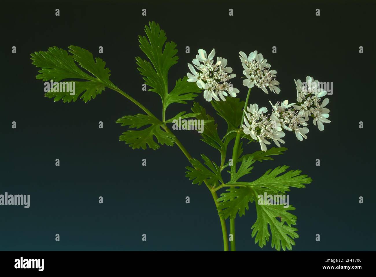 Coriander, Coriandrum sativum, especie vegetal de la familia